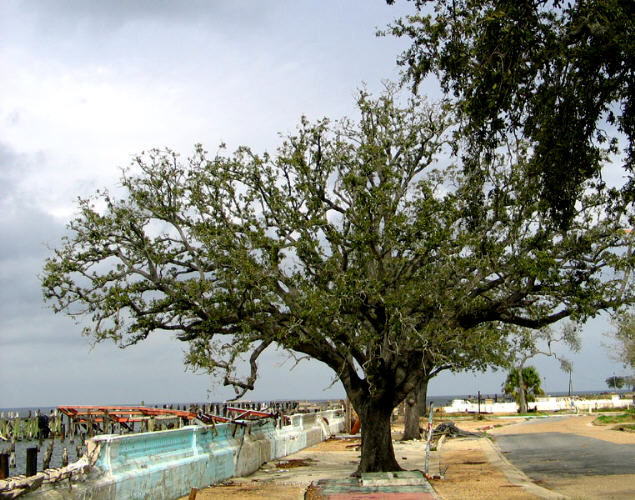 New Orleans West End Oak