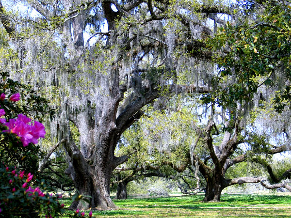 New Orleans City Park Live Oak