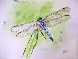 dragonfly