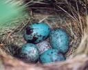 Tanager Eggs