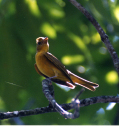 Tanager Female