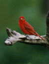 Tanager Male