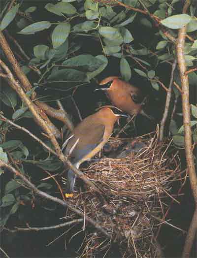 Cedar Waxwings