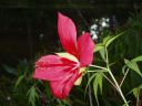 rose mallow hibiscus