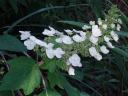 oakleaf hydrangea