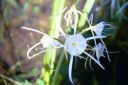 spider lily