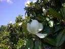 southern magnolia