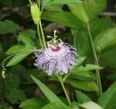 passiflora