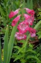 penstemon