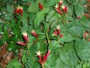 spigelia