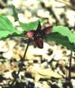 trillium